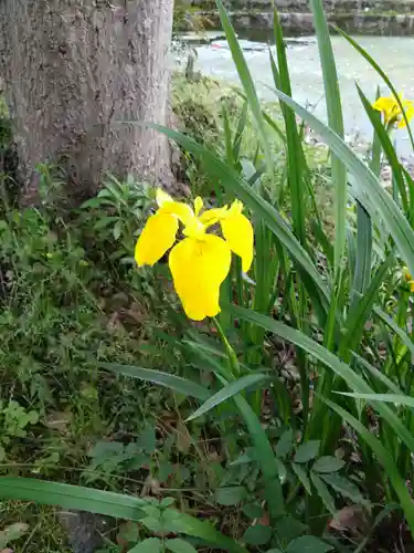 阿蘇神社の自然