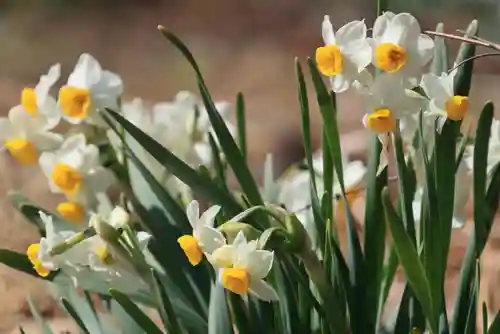 豊景神社の庭園