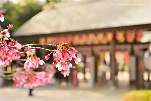 櫻木神社の自然