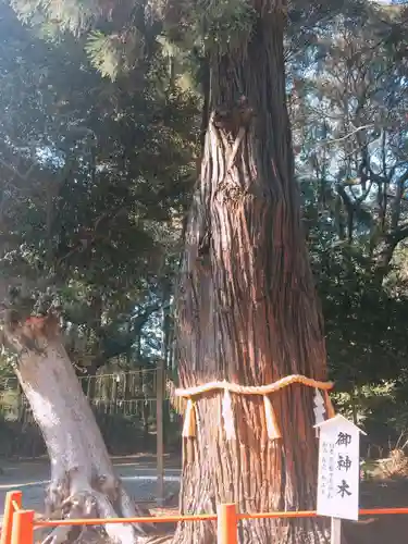 息栖神社の自然