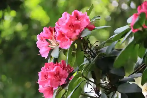 阿邪訶根神社の庭園