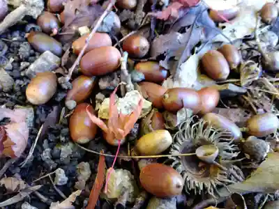 妙法寺(福井県)