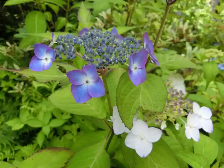 宝積山光前寺の自然