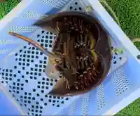 八幡宮(山口県)