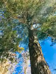 岡見八坂神社の自然