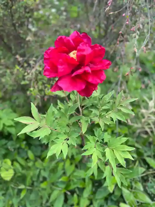 子安地蔵寺の{uncategorized: "未分類", other: "その他", undefined: "問題あり", building: "その他建物", grave: "お墓", sacred_gate: "鳥居", guardian: "狛犬", statue: "像", buddha: "仏像", history: "歴史", nature: "自然", garden: "庭園", animal: "動物", pagoda: "塔", temizu: "手水舎", mountain_gate: "山門・神門", sanctuary: "本殿・本堂", subordinate: "末社・摂社", art: "芸術", scenery: "景色", jizo: "地蔵", ema: "絵馬", goshuin: "御朱印", omikuji: "おみくじ", items: "授与品その他", amulet: "お守り", goshuincho: "御朱印帳", eats: "食事", festival: "お祭り", votive_dance: "神楽", shichigosan: "七五三参", wedding: "結婚式", experience: "体験その他", initially: "初詣", around: "周辺", anti_infection: "感染症対策"}