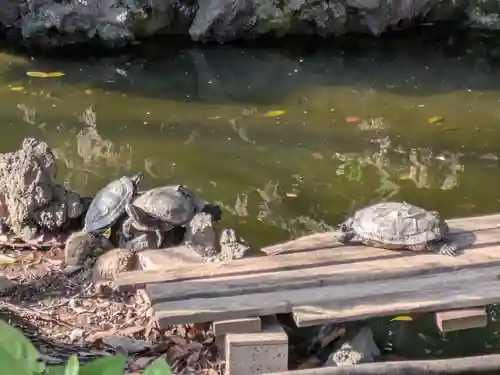 世田谷八幡宮(東京都)