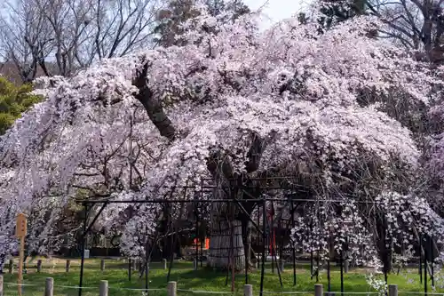 賀茂別雷神社（上賀茂神社）(京都府)