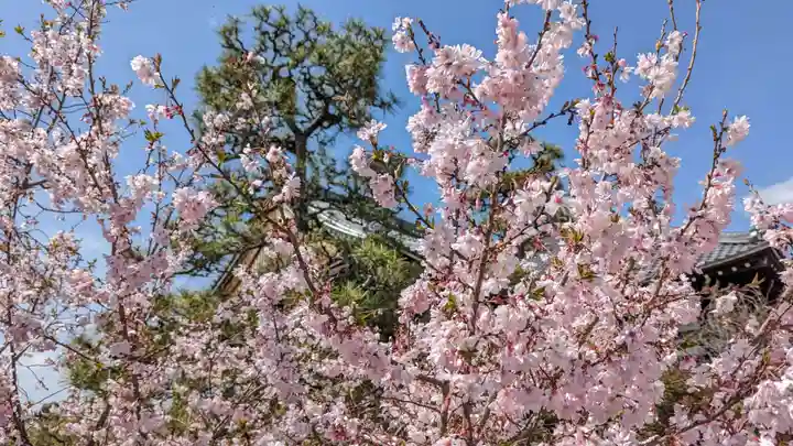 妙蓮寺(京都府)