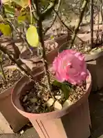 おふさ観音(観音寺)の自然