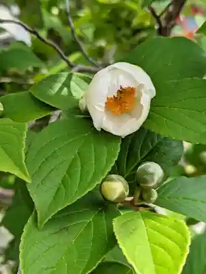六孫王神社(京都府)