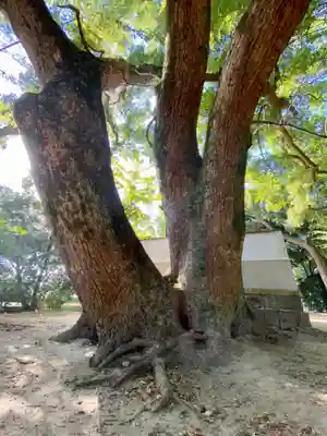 若宮八幡宮(京都府)