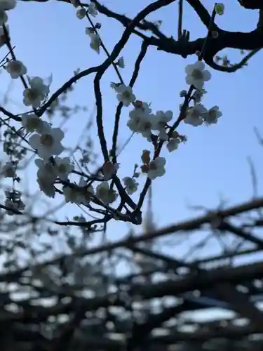 亀戸天神社の自然