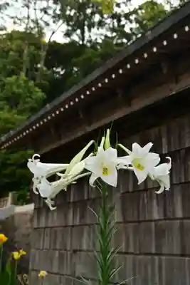 隠岐神社(島根県)
