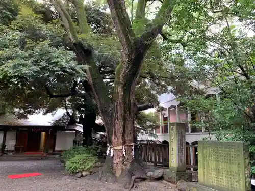 乃木神社の自然