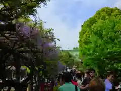 亀戸天神社の自然