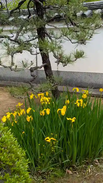 寳塔寺(宝塔寺)(京都府)