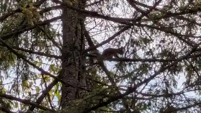 更別神社の動物
