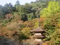 鹿原公園から望む三重塔　本堂横のイチョウも色づきはじめています