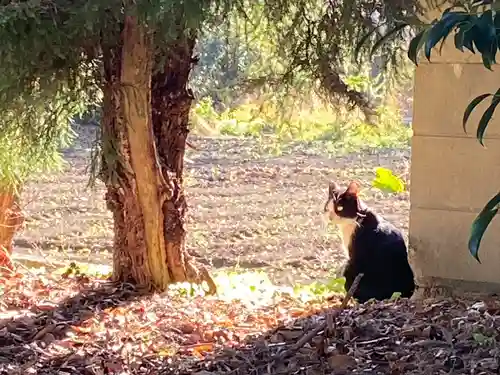 土田白鬚神社(岐阜県)