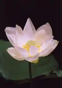 成蓮寺(島根県)(2023年10月21日(土) 14時53分13秒投稿)