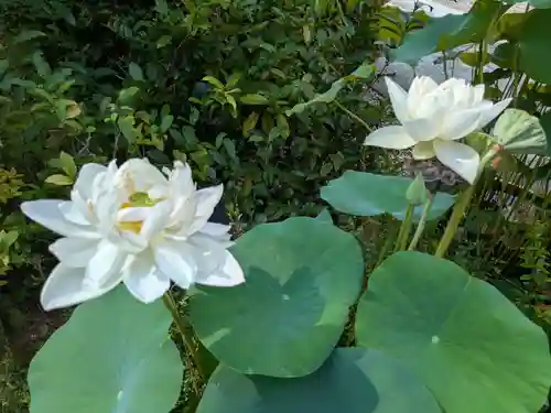 蓮生寺(岐阜県)