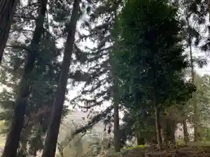 大宮温泉神社の自然(2023年04月03日(月) 06時21分28秒投稿)