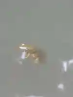 當麻寺中之坊(奈良県)