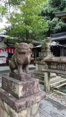 本土神社の狛犬