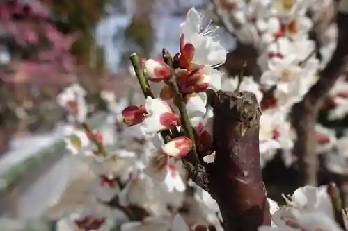 菅原天満宮（菅原神社）の自然