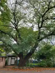 上戸田氷川神社の自然