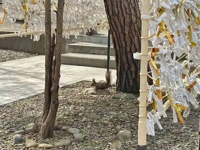 彌彦神社 (伊夜日子神社)の動物