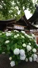 尾張大國霊神社（国府宮）の自然