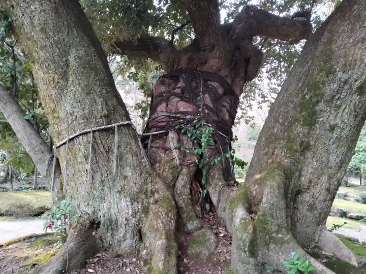 賀茂別雷神社(上賀茂神社)の{uncategorized: "未分類", other: "その他", undefined: "問題あり", building: "その他建物", grave: "お墓", sacred_gate: "鳥居", guardian: "狛犬", statue: "像", buddha: "仏像", history: "歴史", nature: "自然", garden: "庭園", animal: "動物", pagoda: "塔", temizu: "手水舎", mountain_gate: "山門・神門", sanctuary: "本殿・本堂", subordinate: "末社・摂社", art: "芸術", scenery: "景色", jizo: "地蔵", ema: "絵馬", goshuin: "御朱印", omikuji: "おみくじ", items: "授与品その他", amulet: "お守り", goshuincho: "御朱印帳", eats: "食事", festival: "お祭り", votive_dance: "神楽", shichigosan: "七五三参", wedding: "結婚式", experience: "体験その他", initially: "初詣", around: "周辺", anti_infection: "感染症対策"}