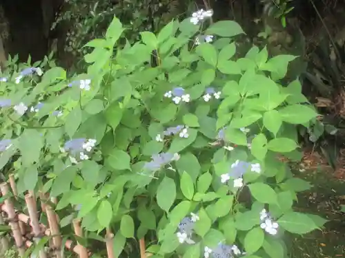 安國論寺（安国論寺）の自然