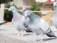 今市報徳二宮神社の動物