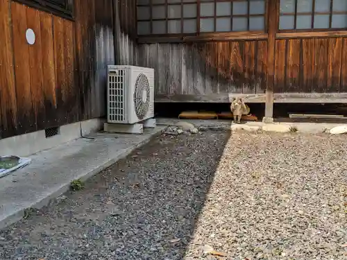 八幡社（柏井町）の動物