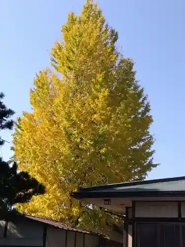 杉杜白髭神社(福井県)