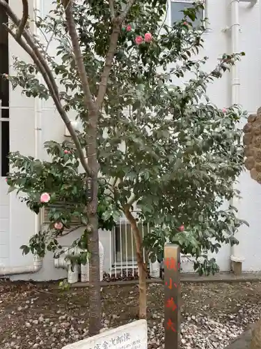 花園神社の自然