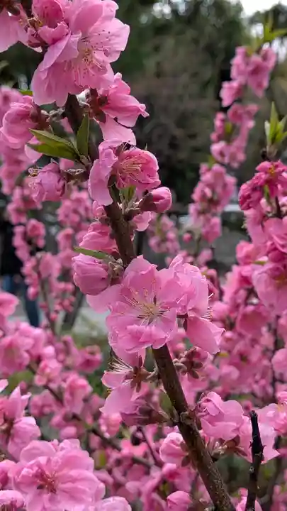 御香宮神社(京都府)