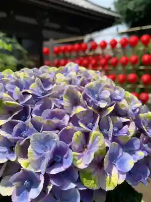 おふさ観音（観音寺）(奈良県)