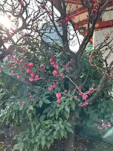 日枝神社の自然