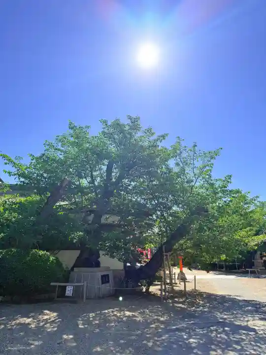 筒井八幡神社の{uncategorized: "未分類", other: "その他", undefined: "問題あり", building: "その他建物", grave: "お墓", sacred_gate: "鳥居", guardian: "狛犬", statue: "像", buddha: "仏像", history: "歴史", nature: "自然", garden: "庭園", animal: "動物", pagoda: "塔", temizu: "手水舎", mountain_gate: "山門・神門", sanctuary: "本殿・本堂", subordinate: "末社・摂社", art: "芸術", scenery: "景色", jizo: "地蔵", ema: "絵馬", goshuin: "御朱印", omikuji: "おみくじ", items: "授与品その他", amulet: "お守り", goshuincho: "御朱印帳", eats: "食事", festival: "お祭り", votive_dance: "神楽", shichigosan: "七五三参", wedding: "結婚式", experience: "体験その他", initially: "初詣", around: "周辺", anti_infection: "感染症対策"}