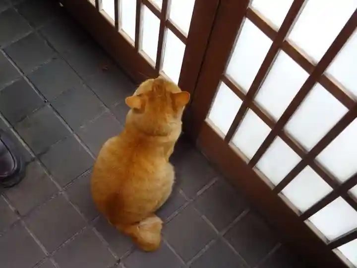 長安寺の動物