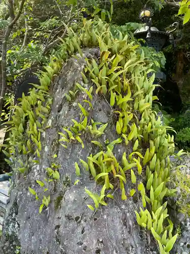 金剛福寺(高知県)