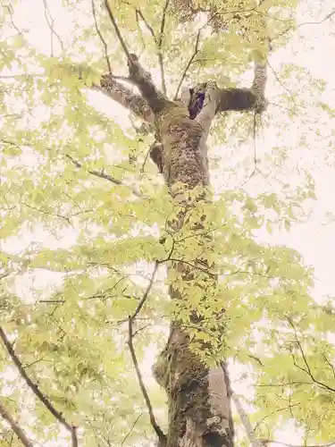 山中諏訪神社(山梨県)