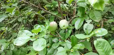 冠稲荷神社(群馬県)