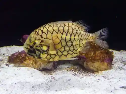 元町厳島神社(神奈川県)