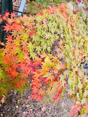紅葉八幡宮(福岡県)