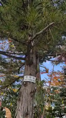 烈々布神社の自然